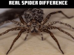 Jogo Real Spider Difference