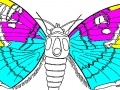 Jogo Coloring 5 butterfly