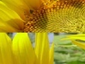 Jogo Sunflower Photo Puzzle