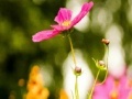 Jogo My flowers Hidden Letters