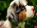 Jogo Faboulous Animals Hidden Numbers