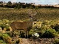 Jogo Bag a Monster Buck
