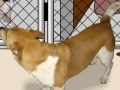 Jogo Animal shelter
