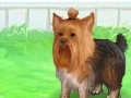 Jogo Cute Yorkie