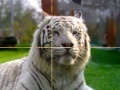 Jogo Zoo Time