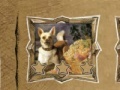 Jogo Jigsaw puzzles: The greatest artists