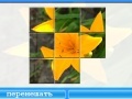Jogo Yellow Lily