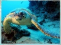Jogo Sea turtle