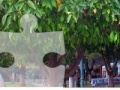 Jogo Orange Tree Jigsaw Puzzle 
