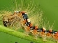 Jogo Caterpillar