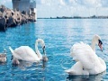 Jogo Swan family slide puzzle