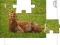 Jogo Jigsaw: Young Deer