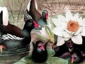 Jogo Black swans and lotus puzzle
