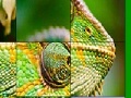 Jogo Big chameleon slide puzzle