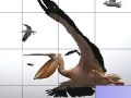 Jogo Flying pelicans slide puzzle
