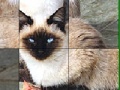 Jogo Blue Eyed Cats Slide Puzzle