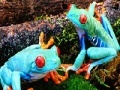 Jogo Blue frogs slide puzzle