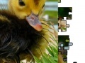 Jogo Jigsaw: Little Duckling 