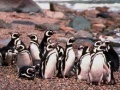 Jogo Penguin Jigsaw