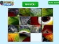 Jogo Parrot Eye Slider