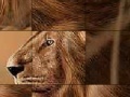 Jogo Big brave lion slide puzzle