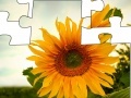 Jogo Jigsaw: Sunflower 2