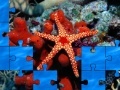 Jogo Starfish
