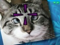 Jogo Funny Cats