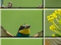 Jogo Puzzle craze beautiful birds 