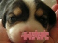 Jogo Cute puzzle: Puppy