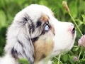 Jogo Best dog slide puzzle