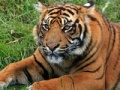 Jogo Jigsaw: Tiger Portrait
