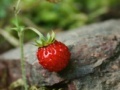 Jogo Strawberry puzzle 