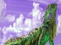 Jogo Puzzle: Lizard