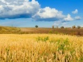 Jogo Jigsaw: Golden Wheat Field