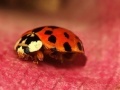 Jogo Jigsaw: Pink Plant Ladybug