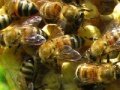 Jogo Honeycomb - Hidden Bees