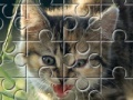 Jogo Cute And Lovely Cat