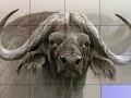 Jogo Slide Puzzle: Buffalo 