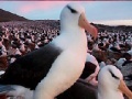 Jogo Slide Puzzle: Seagull 
