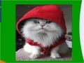 Jogo Hooded cat slide puzzle