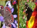 Jogo Butterfly Similarities