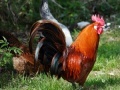 Jogo Jigsaw: Rooster 