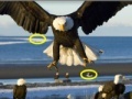 Jogo Spot the difference: Animals
