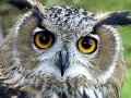 Jogo Owl