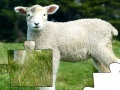 Jogo Jigsaw: Lamb