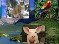 Jogo Guess the animal sounds
