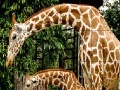 Jogo Giraffes in the forest slide puzzle